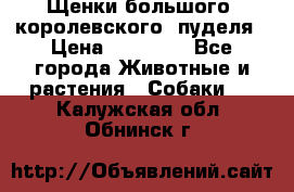 Щенки большого (королевского) пуделя › Цена ­ 25 000 - Все города Животные и растения » Собаки   . Калужская обл.,Обнинск г.